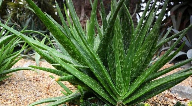 laloe vera