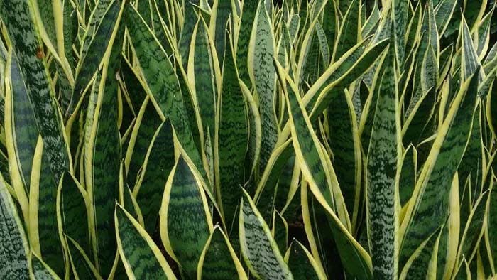 Planta, língua da sogra - fonte: spm