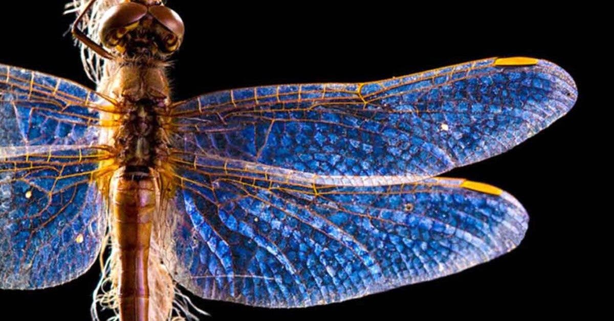 lapparition-de-libellules-peut-avoir-une-signification-profonde-en-voyez-vous-souvent