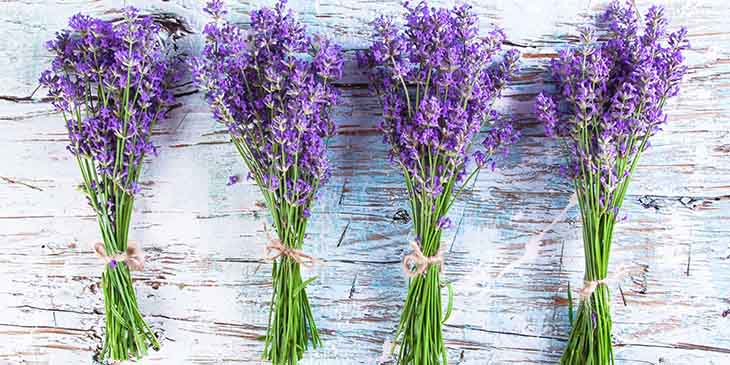 lavanda en flor