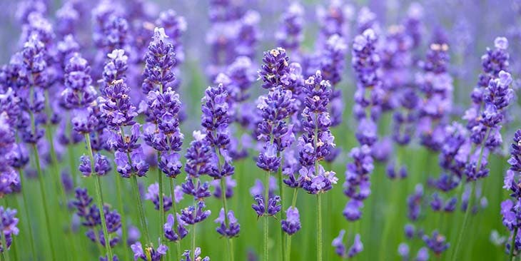 lavanda insecto