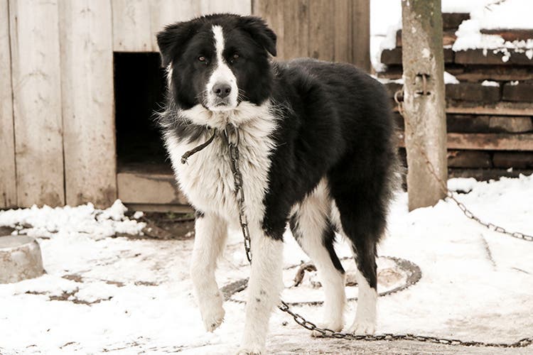 laws against leaving dogs outside in cold 1