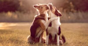 Le charme du romantisme canin : l'histoire captivante d'un chien amoureux sur les réseaux sociaux