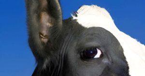 Le chiot Rookie et sa vache adoptive : Une leçon de compassion animale