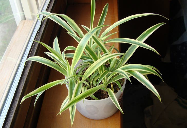 le chlorophyte