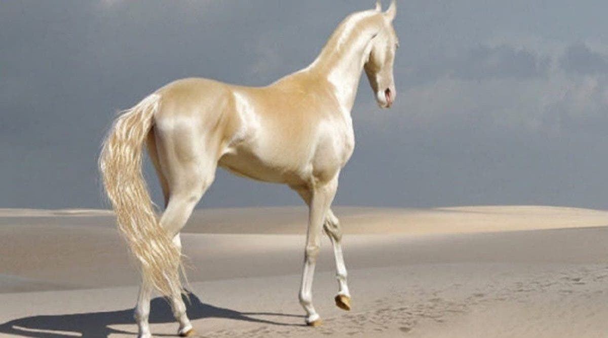 le-plus-beau-cheval-au-monde-a-lair-detre-couvert-dor-et-il-est-magnifique