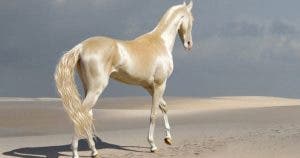 le-plus-beau-cheval-au-monde-a-lair-detre-couvert-dor-et-il-est-magnifique
