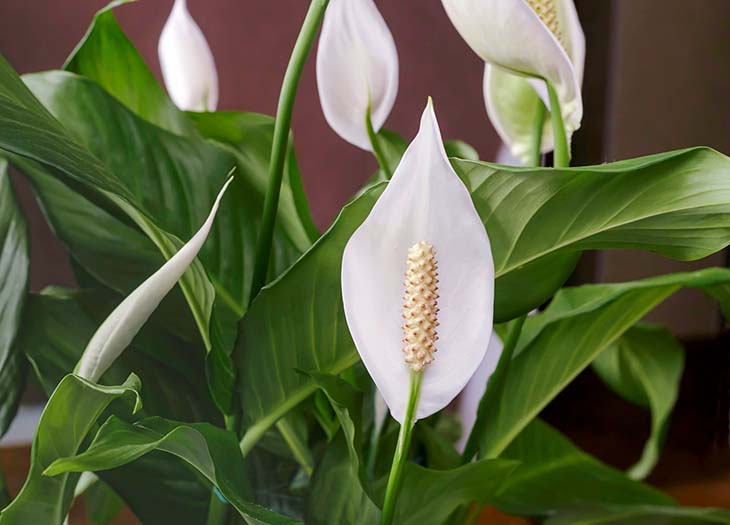 spathiphyllum