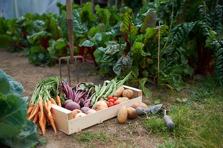 legumes de jardin