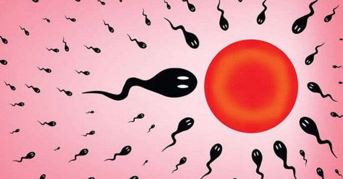 les changements des ovules et du sperme entre 20 et 40 ans11