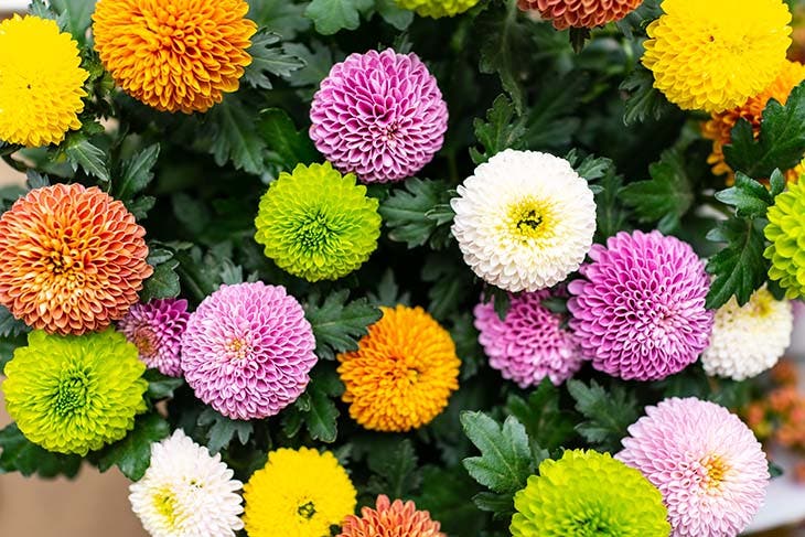 Les chrysanthèmes – source : spm Les chrysanthèmes – source : spm