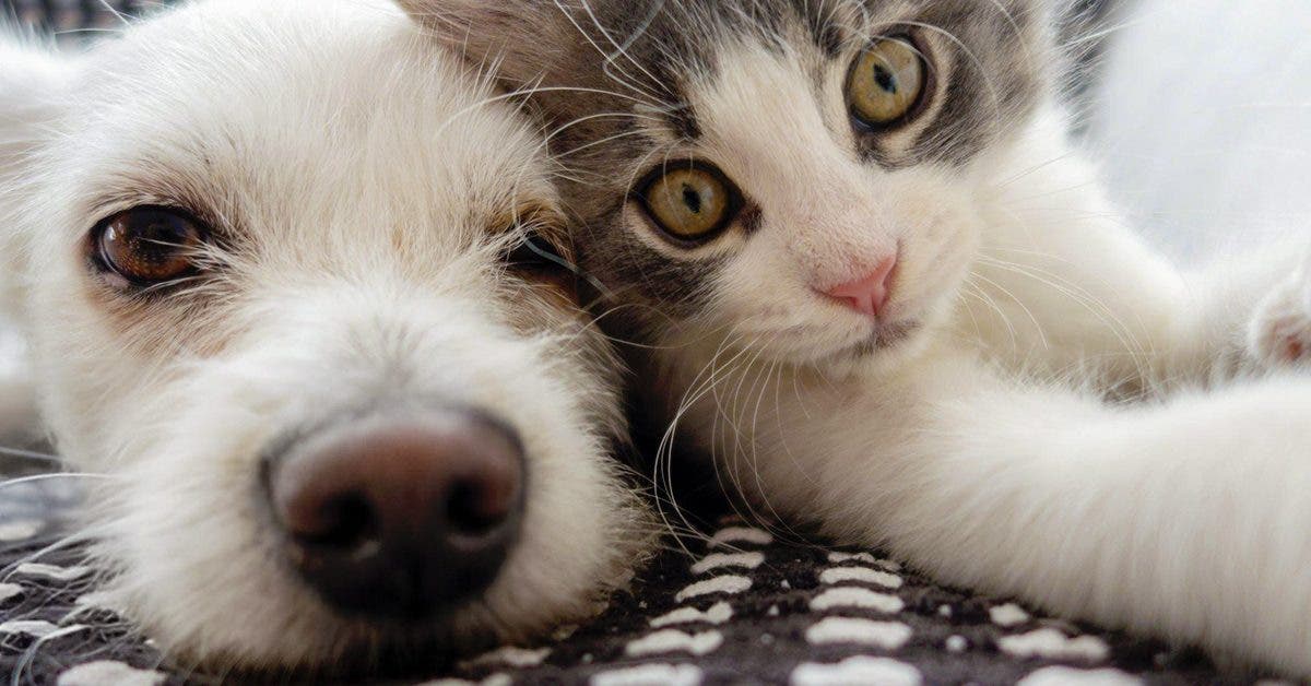 Les clés pour assurer le bien-être de vos animaux de compagnie