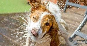 Les employées d'une station-service donnent un bain à un chien errant pour le rafraîchir