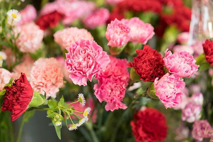 Quelle est votre fleur selon votre mois de naissance ? Ce qu'elle révèle  sur votre personnalité