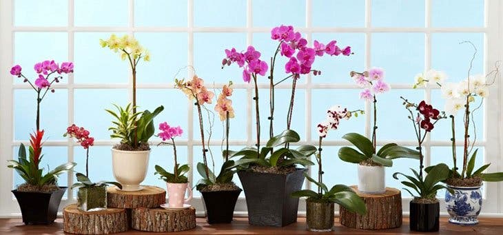 les-orchidées
