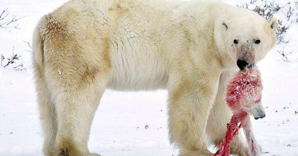 les-ours-polaires-sont-contraints-au-cannibalisme-a-cause-du-rechauffement-climatique
