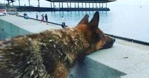 L'histoire de Mukhtar, le chien qui a attendu douze ans le retour de son maître disparu en mer