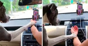 L'histoire virale d'un chien sauveur : Un rappel crucial sur la sécurité routière
