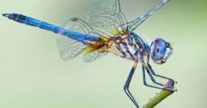 Une libellule peut manger des centaines de moustiques par jour : cultiver ces plantes dans votre maison pour les attirer