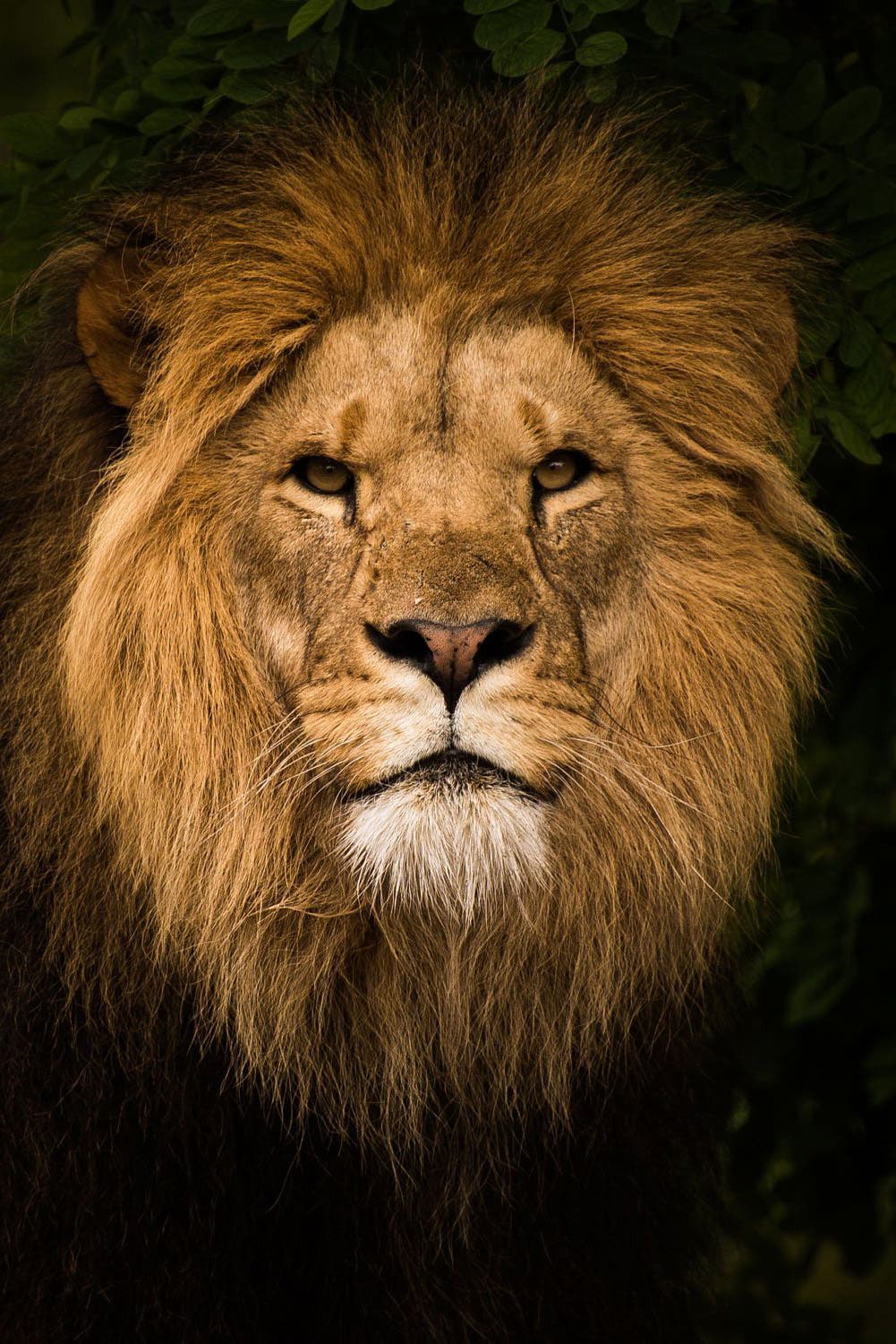 lion animal spirituel