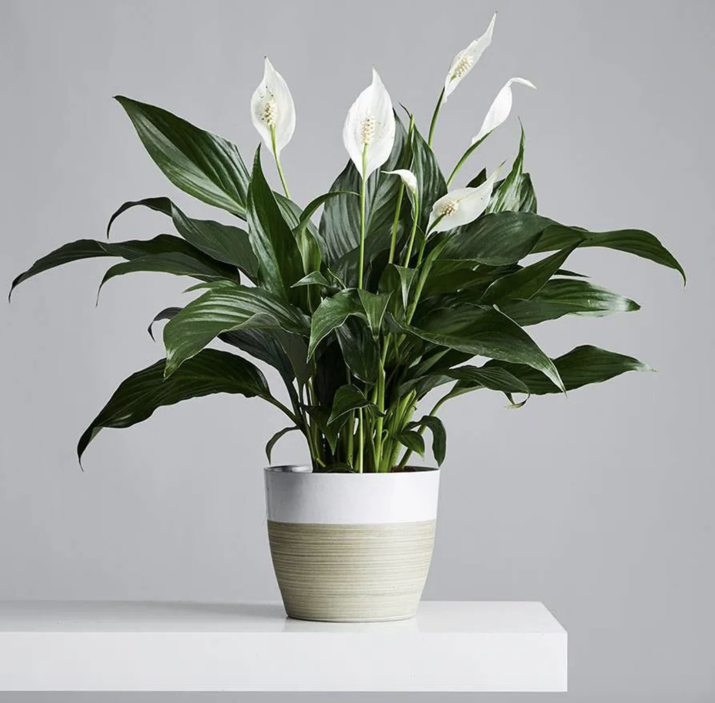 7 plantas para decorar tu dormitorio que favorecen el buen dormir 7 paz Lily