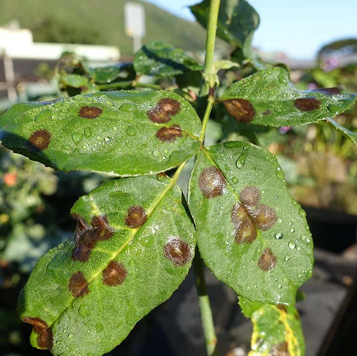 Doenças fúngicas das plantas