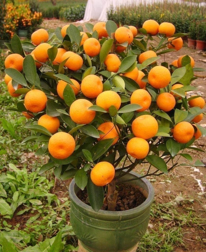 tangerine 1