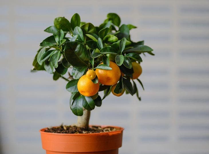 mandarina en maceta