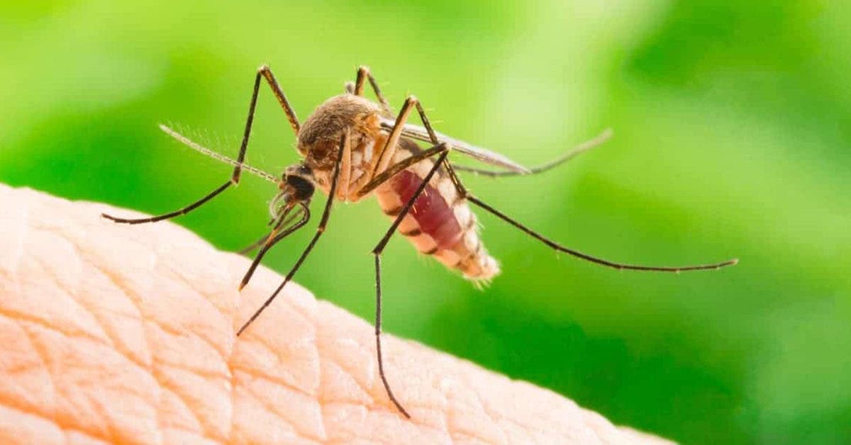 7 astuces rapides pour éloigner les moustiques de votre maison