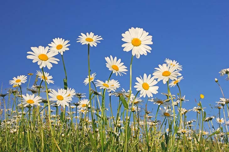 Les marguerites – source : spm Les marguerites – source : spm