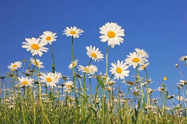 Quelle est votre fleur selon votre mois de naissance ? Ce qu'elle révèle  sur votre personnalité