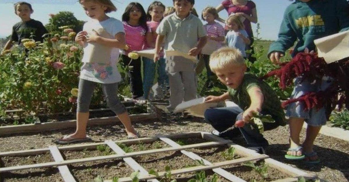 message-au-ministre-de-leducation-national-il-faudrait-apprendre-aux-enfants-a-cultiver-des-fruits-et-legumes-a-lecole