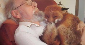 Mike Trowler : Le sauveur des renards - Une histoire de dévouement et d'amitié