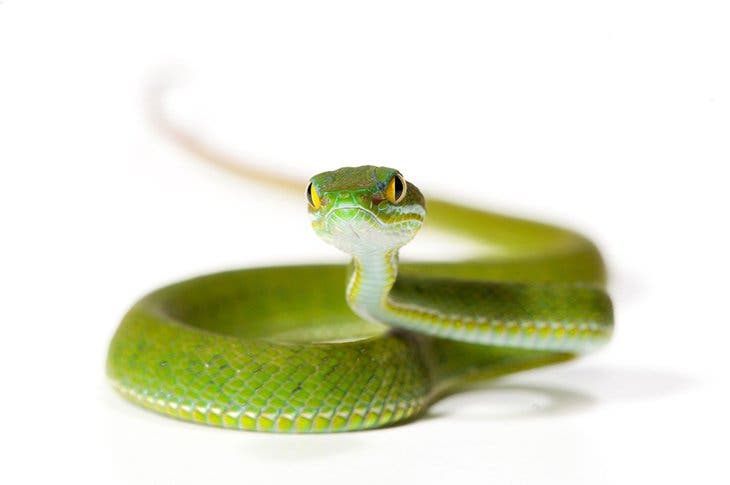 morsure de serpent 1 - 9 astuces à connaitre qui peuvent un jour vous sauver la vie