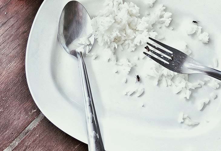 Une mouche sur une assiette de riz Une mouche sur une assiette de riz