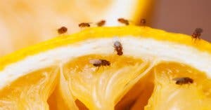 4 astuces de génies pour éliminer les mouches à fruits