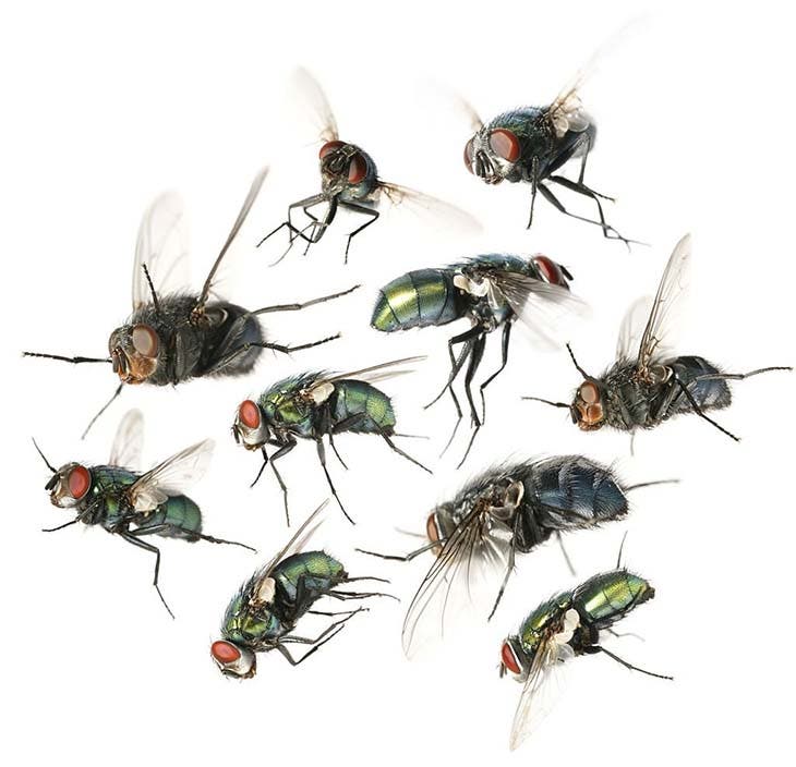 un grupo de moscas