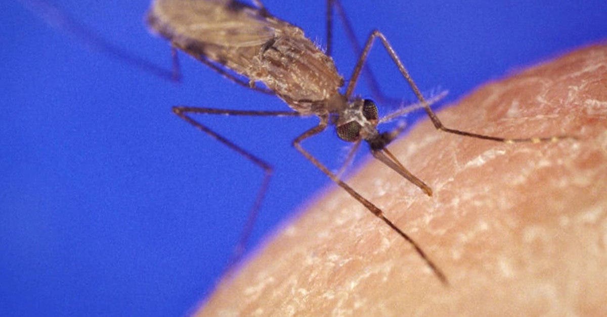 Les moustiques vont toujours vers vous ? voici ce que vous devez savoir