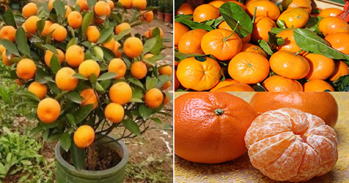 nachetez-plus-jamais-de-mandarines--apprenez-a-les-planter-pour-en-avoir-en-illimite-a-la-maison