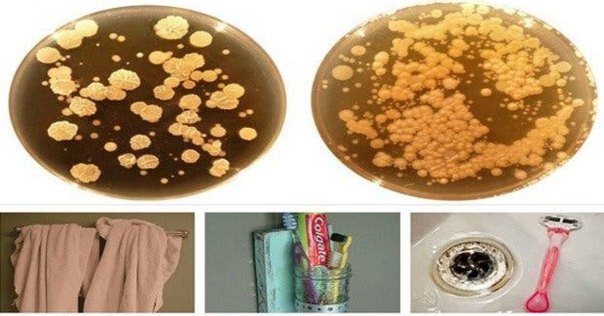 ne conservez jamais ces objets dans votre salle de bain ils sont porteurs de millions de germes 1
