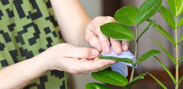 limpiar las plantas