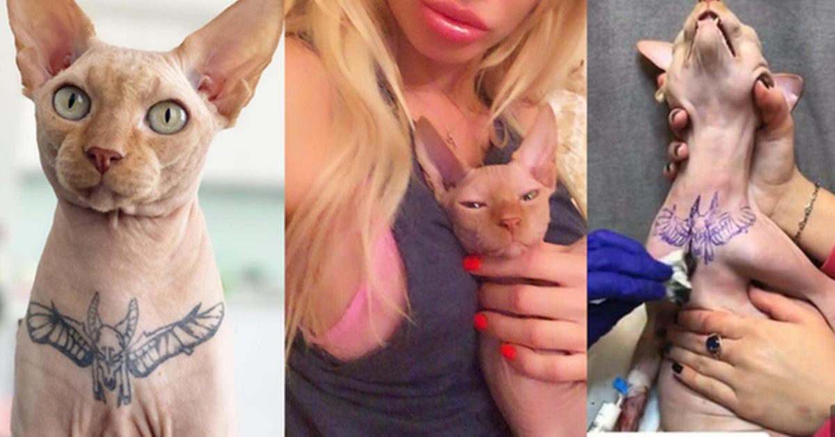 non-a-la-maltraitance-contre-les-animaux--cette-influenceuse-fait-tatouer-son-chat-provoquant-lindignation-des-internautes