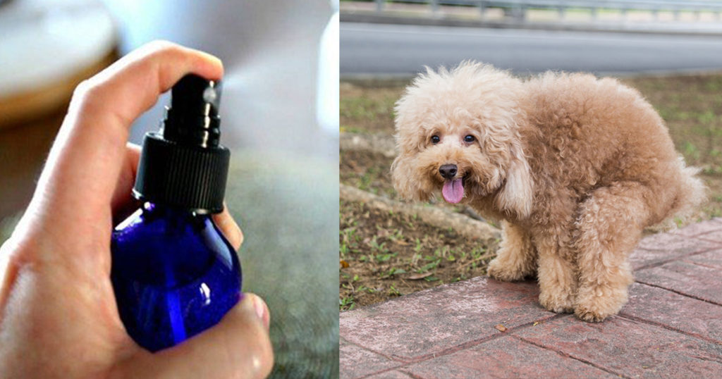 5 répulsifs naturels pour dissuader les chiens d'uriner devant chez vous