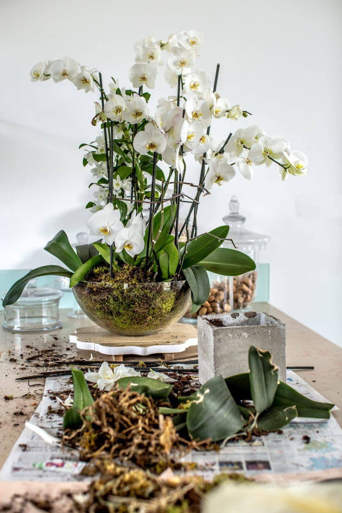 orchidée Phalaenopsis