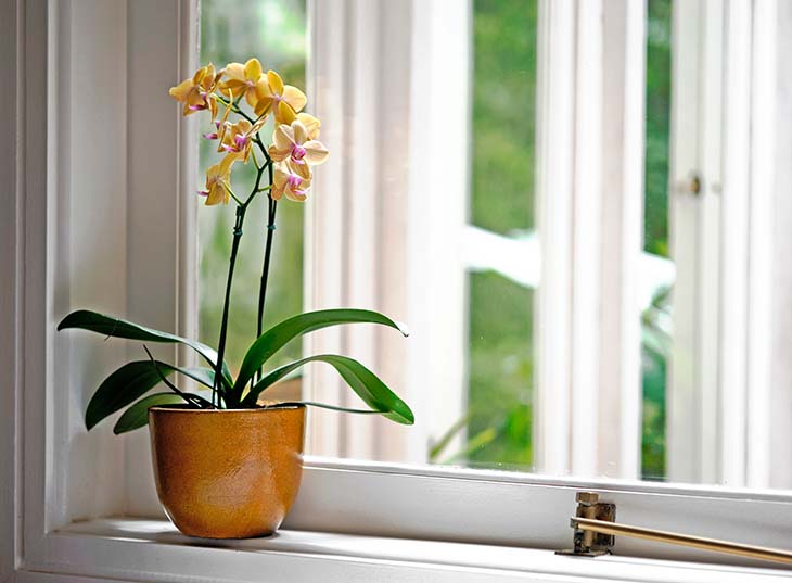 orchidée en pot