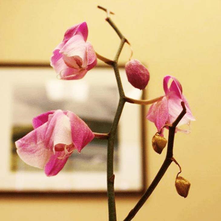 orquídea marchita