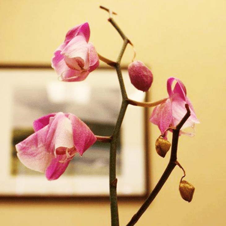 Orchidée fanée - source : spm Orchidée fanée - source : spm