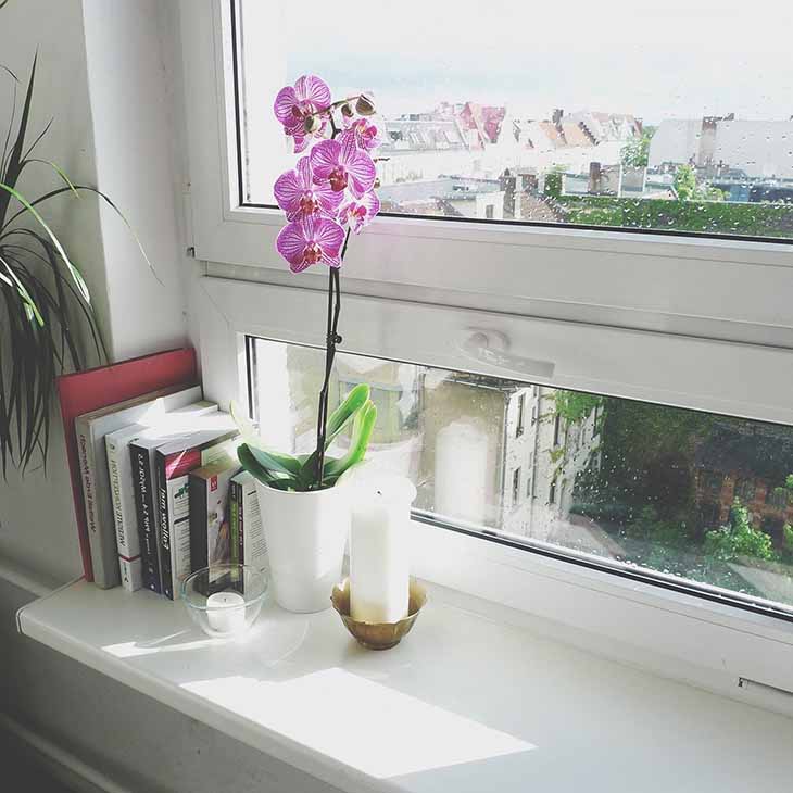 ventana de orquídeas