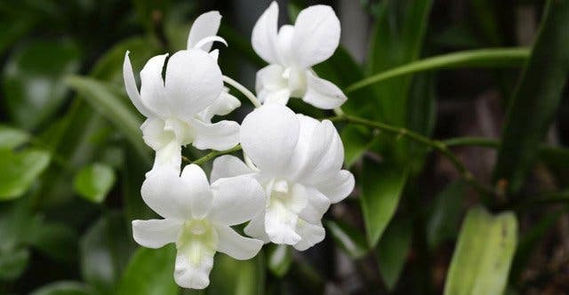 orchidee plante 1