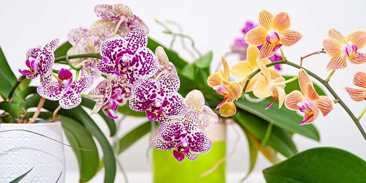 orchidée plante